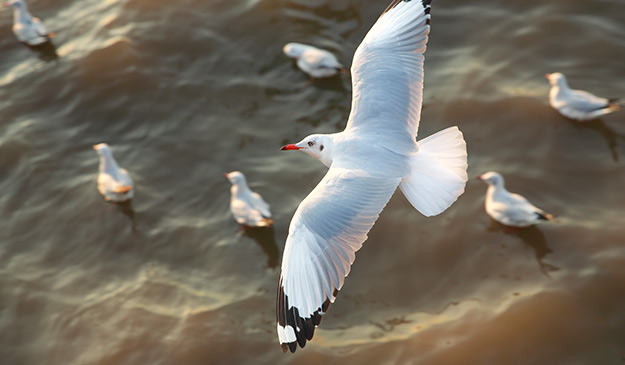 上海水产集团是利用国际渔业资源，以远洋捕捞及水产品
